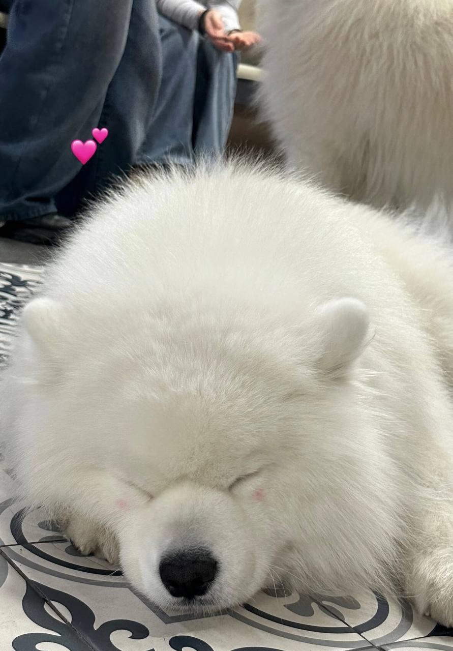 떠나자, 사모예드와 힐링 데이🐩 대표이미지